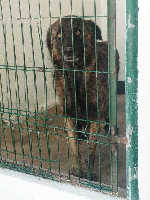 CZAR (Macho, 6 Anos) - Para Adoção