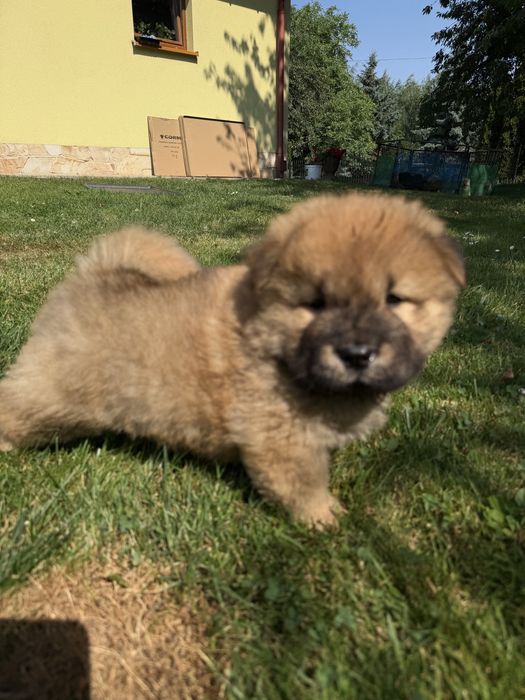 Chow Chow Piękna Ruda Sunia!