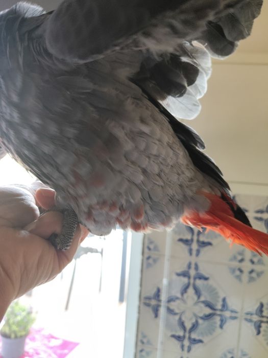 Papagaio cinzento
