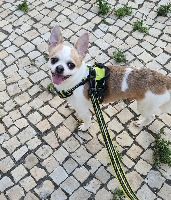 Hospedagem Familiar de Cães Casa das Patinhas  (Ambiente Seguro e