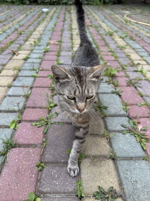 Хлопчик , котеня 5 місяців шукає родину