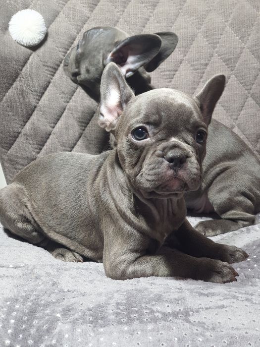 Французький бульдожка дівчинка та хлопчик