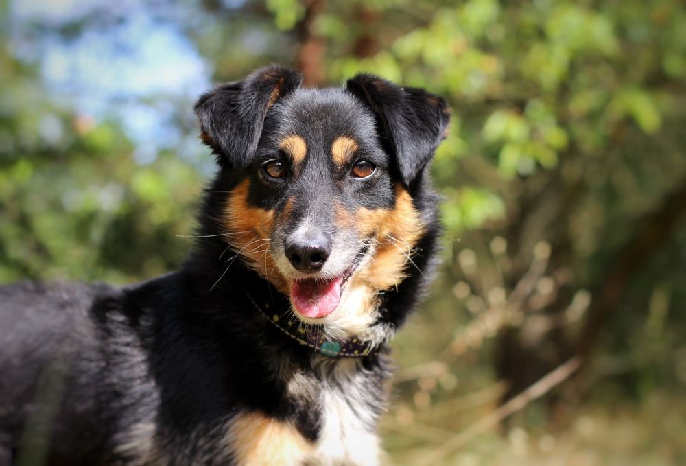 Janik – kundelek o wielkim sercu szuka domu!