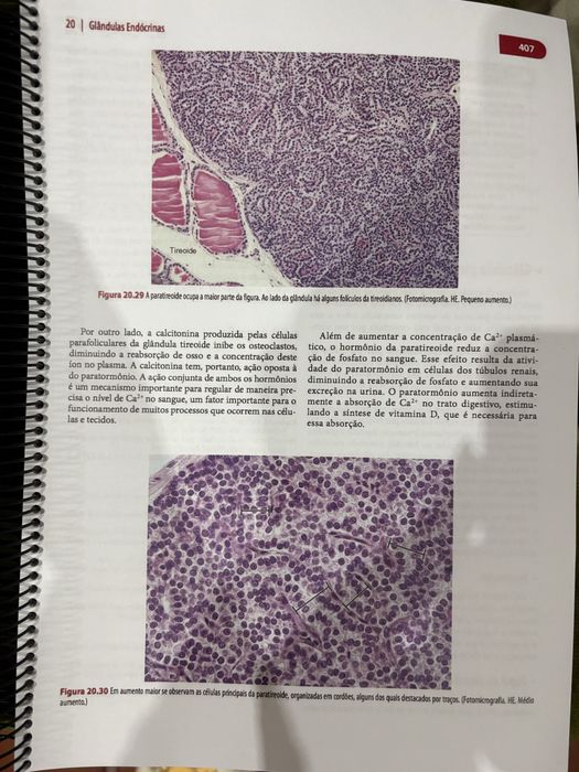 Livro de Histologia Basica Junqueira e Carneiro