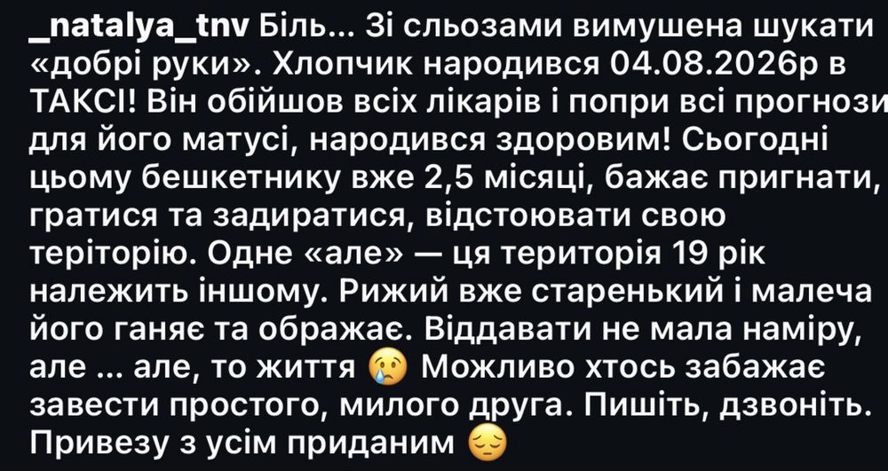 Кошеня в добрі руки
