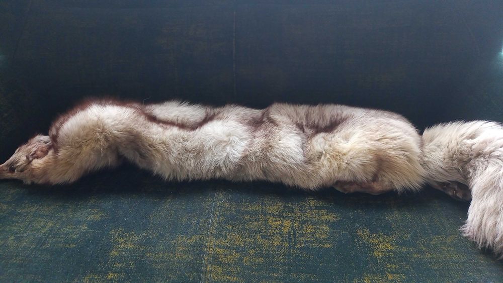 skóra z lisa srebrnego