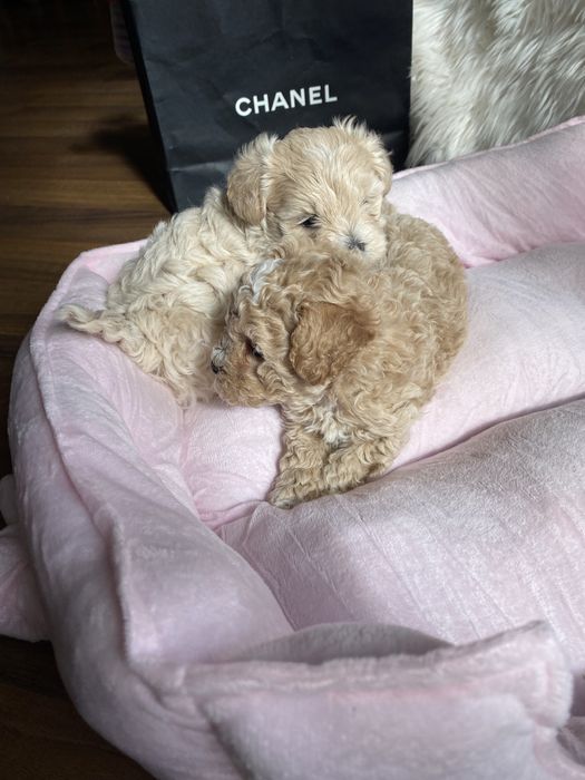 Карамельні красиві мальтипу