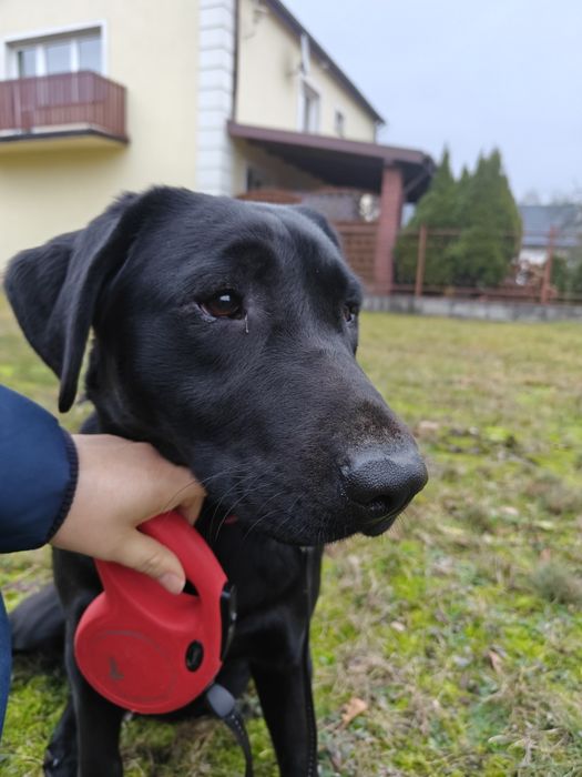 Adopcja Suka labrador retriever - metryka ZKwP