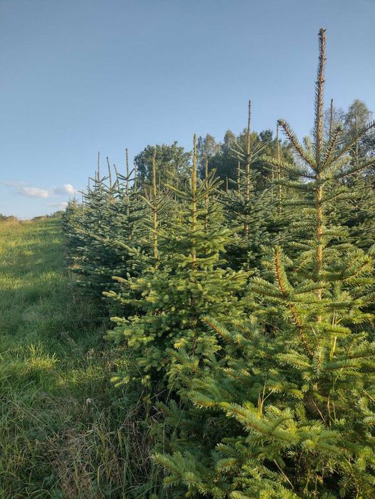 CHOINKI - ŚWIERK SREBRNY -  najtańsze w okolicy !!!