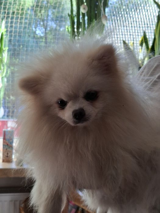 Piękny Pameranian misiek