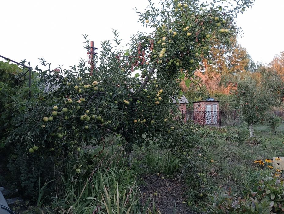 Сдам приватний будинок (Строймаш)