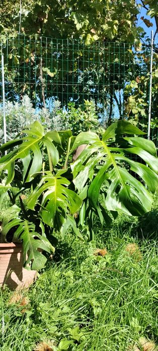 Monstera deliciosa variegata
