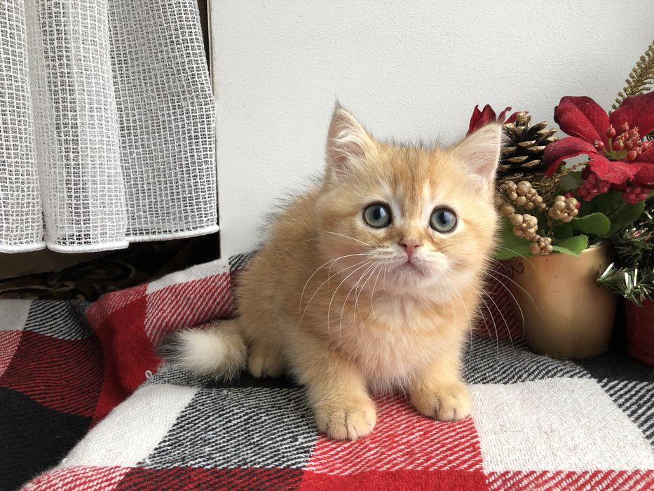 Прямовушик шотландський  золотий