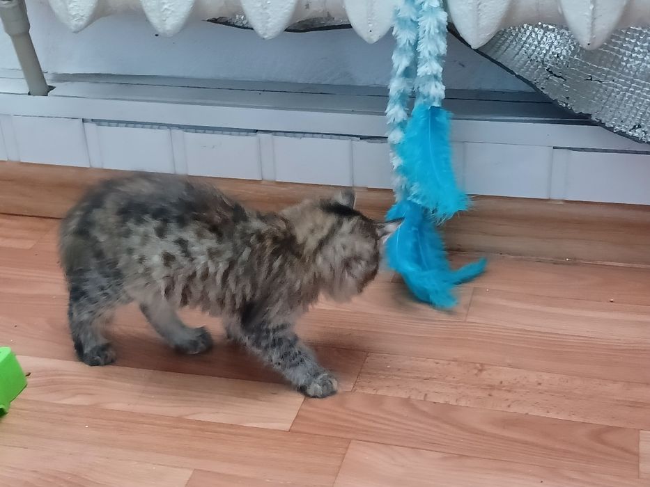 СРОЧНО вітдам котика в добрі руки