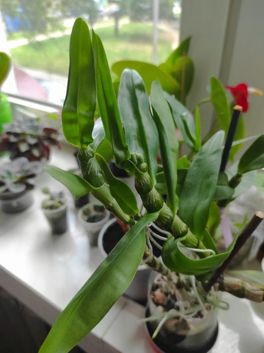 Орхидеи фаленопсис/Орхидея дендробиум. Почтой не отправляю!