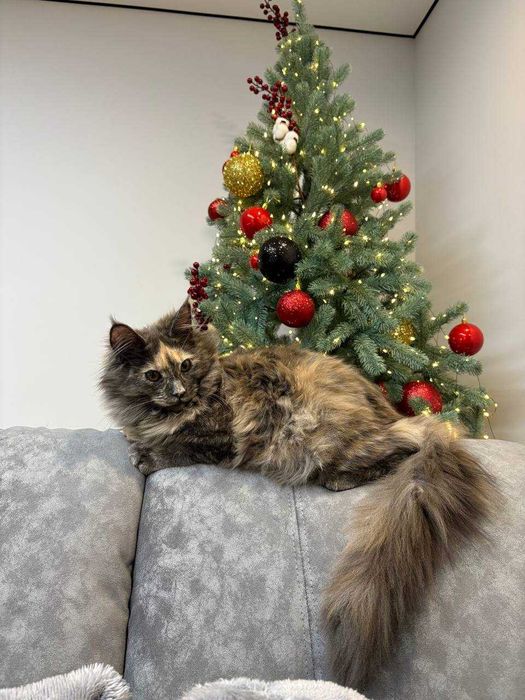 Черепахова дівчинка мейн-кун WCF • ніжна