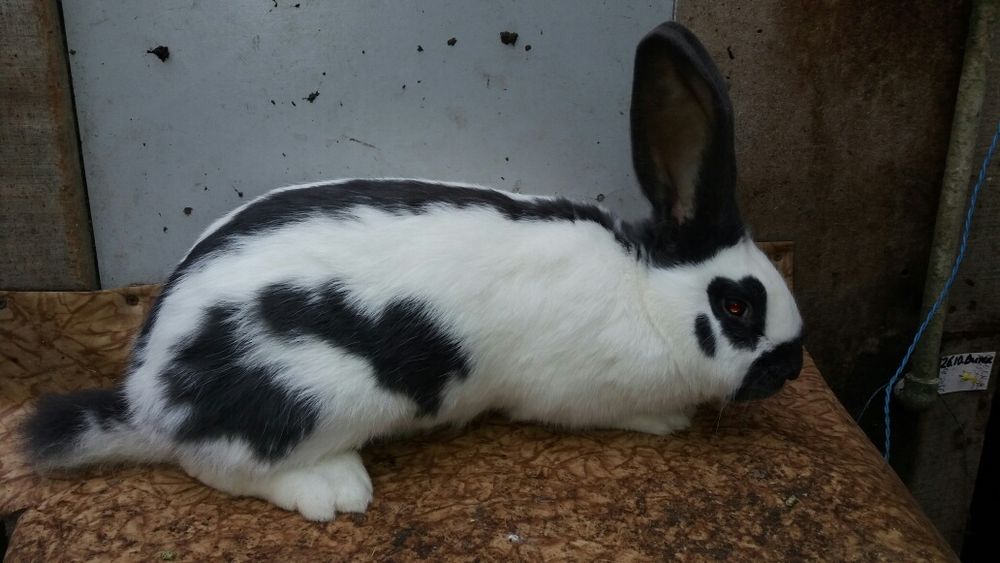 Кролики на племя. Серебро,Фландр.,,и другие породы.