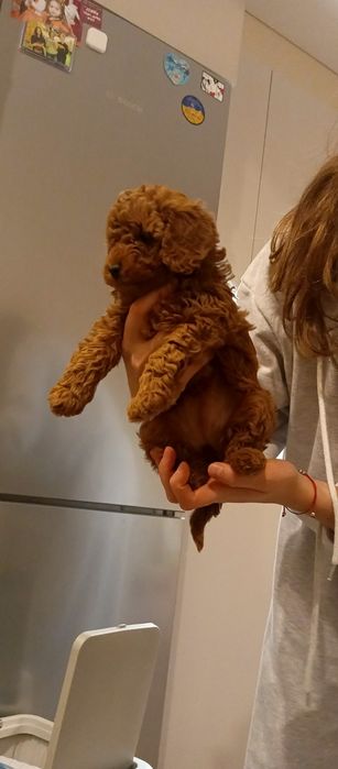 Девочка той пудель