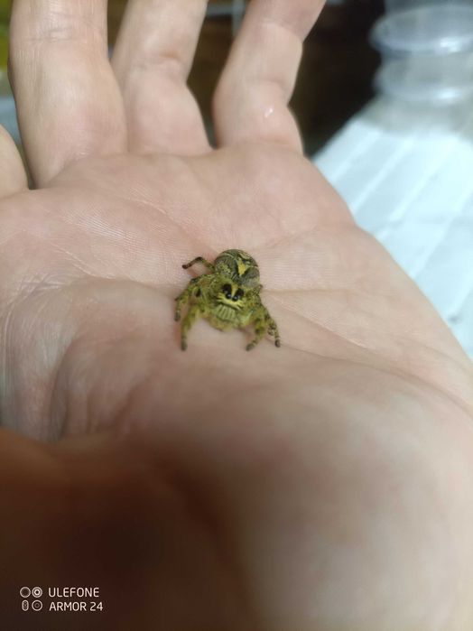 Hyllus diardi maluszki L2