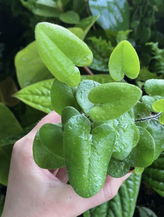 Папороть Hemionitis Arifolia