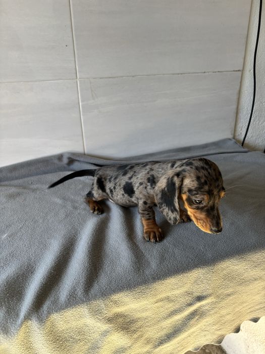 Teckel femea miniatura de pelo curto