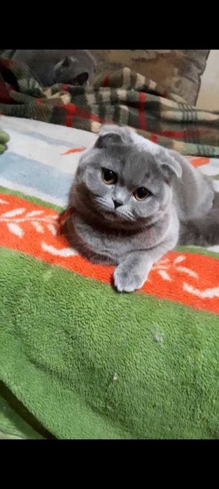 Шикарная голубая кошечка скоттиш фолд