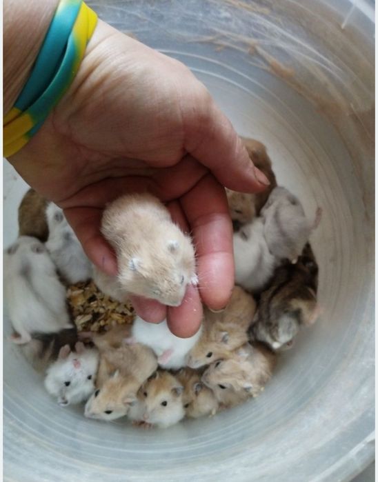 тирса (опилки) какос наповнювач для гризунів і для квітів