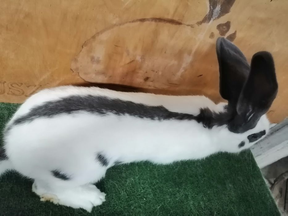 Samiec OSN rodowód Wysyłka