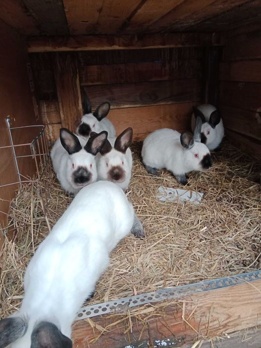 Młode kalifornijskie