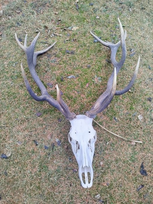 Poroże,Wieniec jelenie myłkus+ para