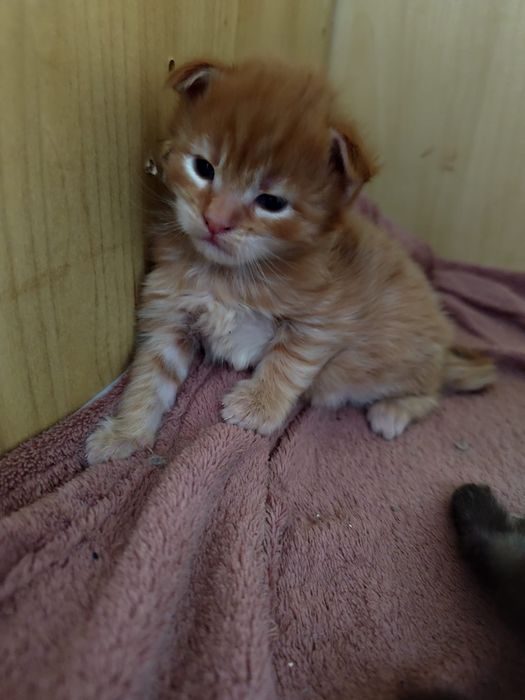 Maine Coon do rezerwacji