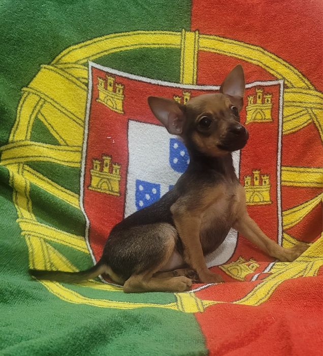 Pinscher miniatura femea