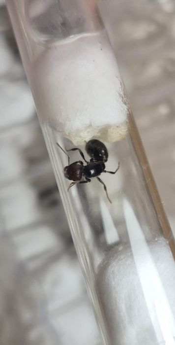 Messor barbarus Q po zimowaniu