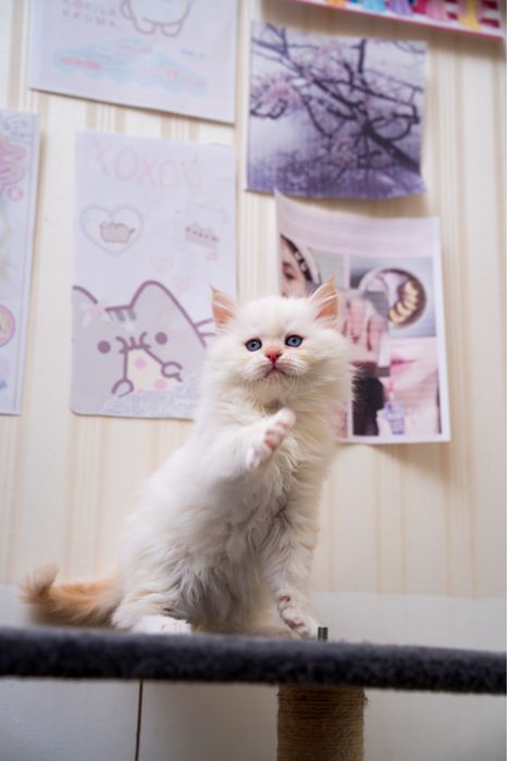 Милі клубні кошенята