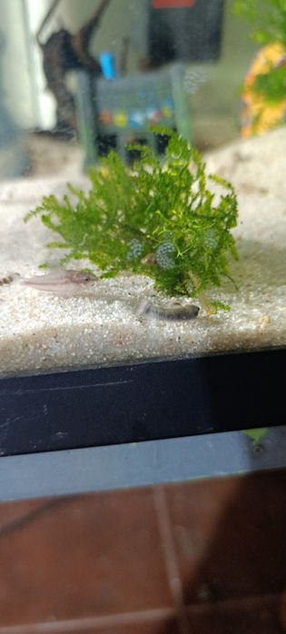 Garra flavatra panda