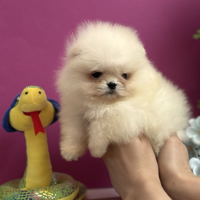 ляльковий Ведмедик шоу классу