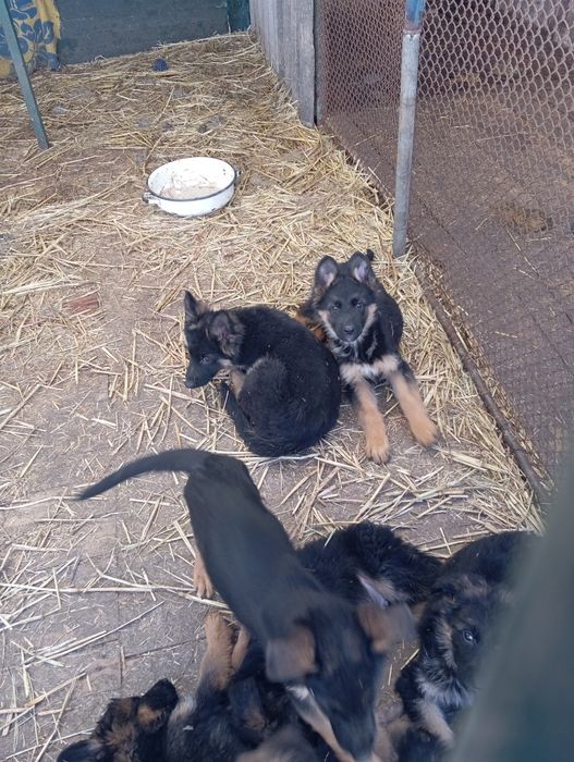 щенки из питомника.
