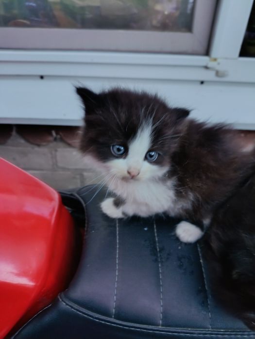 Віддам кошенят в добрі руки.