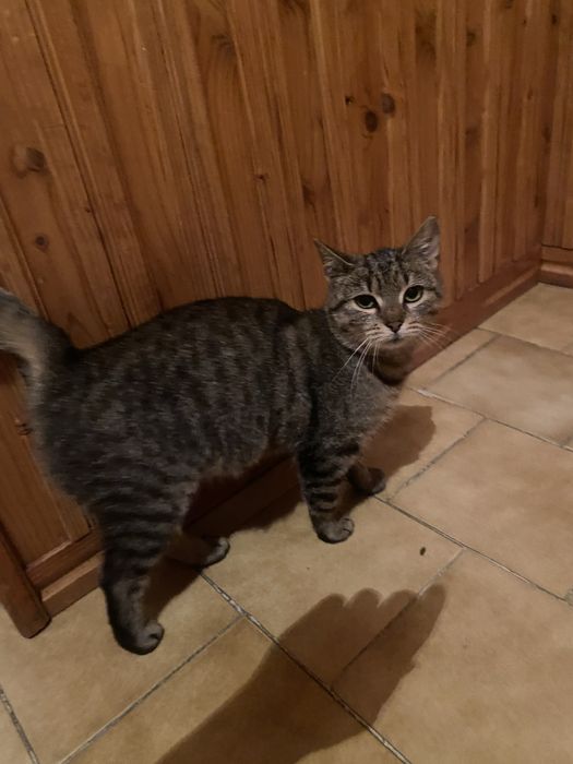 Oddam kotke w dobre ręce