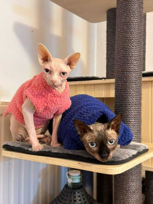 Вязаная одежда для кошек, собак, котят, сфинксов, свитера, кофты, коты