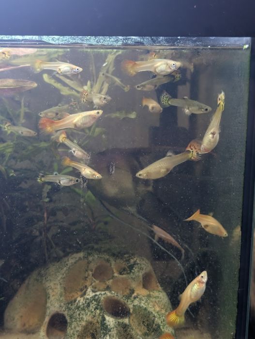 Guppies sortidos