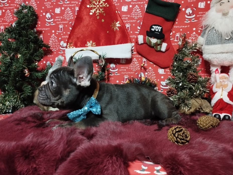 Шикарный парень с пакетом документов. Доставка по Украине и Европе.