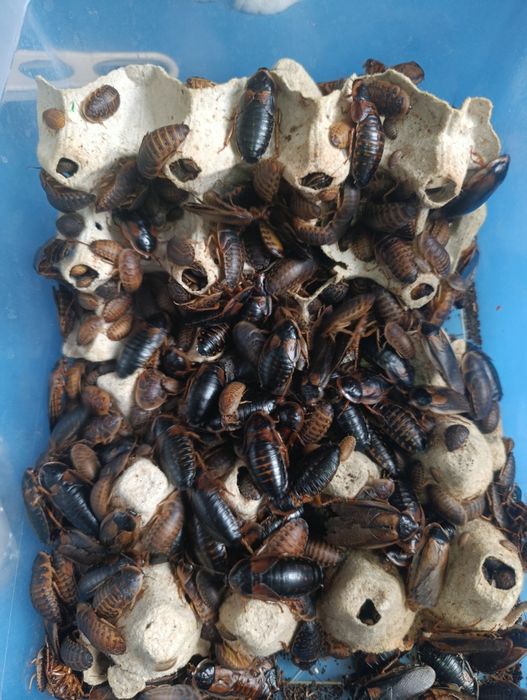 Karaczan argentyński dubia