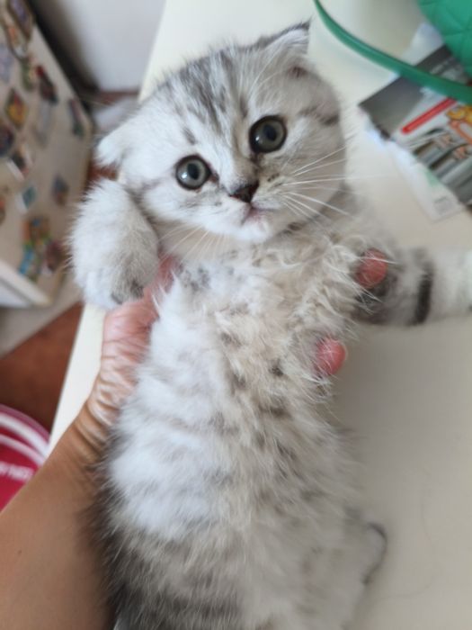 Gatinha Scottish Fold