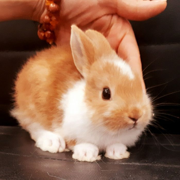 Карликовые миниатюрные декорат.торчеухие и вислоухие кролики и клетки