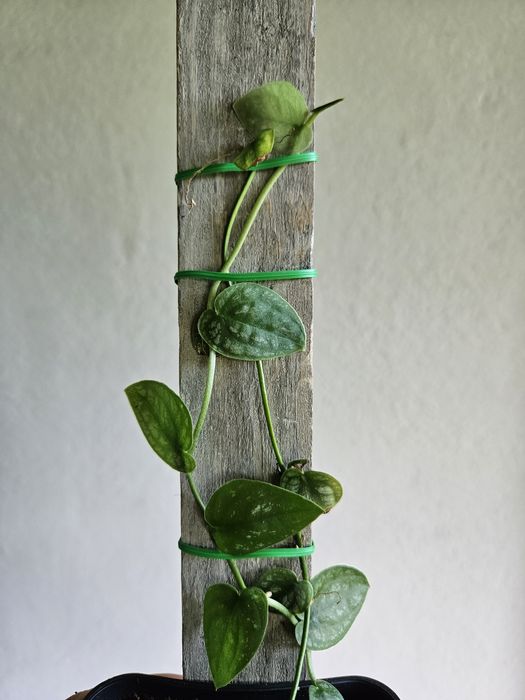 Monstera Dubia na desce