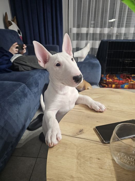 PREZES bulterier miniaturowy