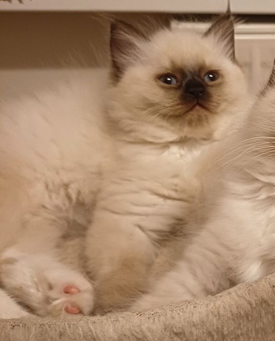 Kotka ragdoll gotowa do zmiany domu