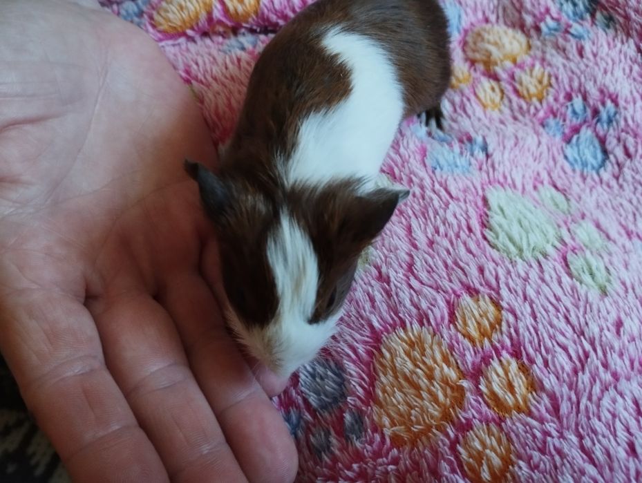 Świnka morska samiczka 1