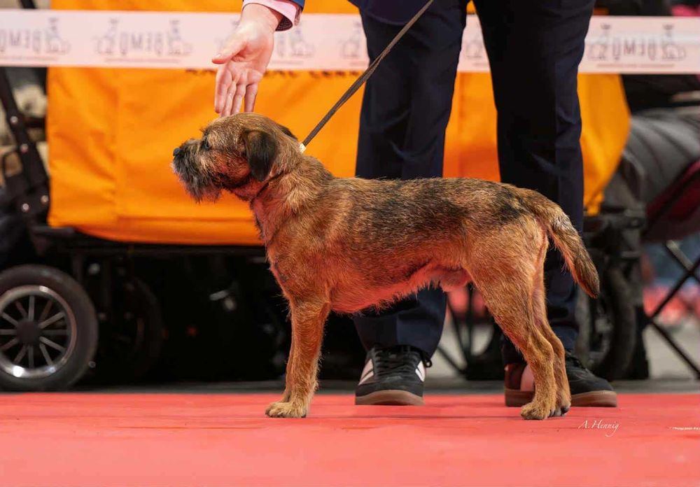 Border terrier FCI Szczeniak (wybitni rodzice) rezerwacja 2026
